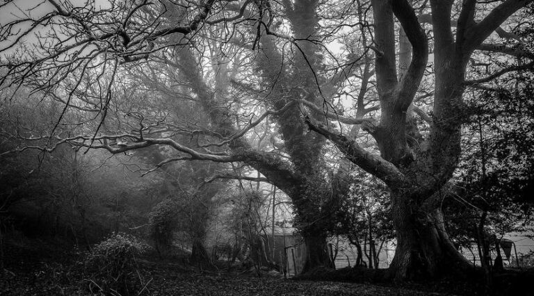 ESL Classes See Enrollment Surge This Semester