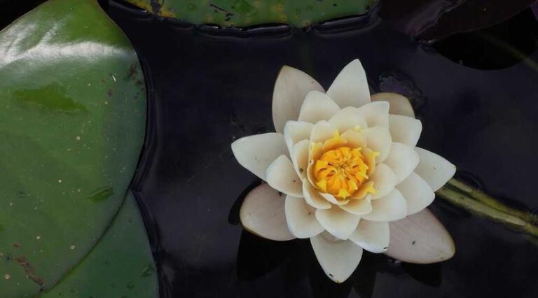 Job Training Initiative Places 50 Residents